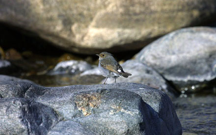 Plumbeous Water Redstart